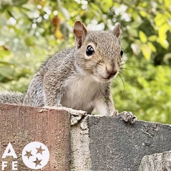 Alpha Wildlife - Squirrel overlooking a brick wall in Chattanooga TN - Wildlife Control Near Me - Chattanooga, Tennessee Alpha Wildlife - Squirrel overlooking a brick wall in Chattanooga TN - Wildlife Control Near Me - Chattanooga, Tennessee