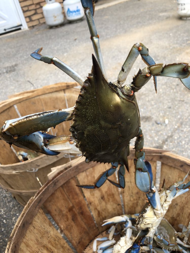 WENS CRABS Updated September 2024 Westminster, Maryland Seafood
