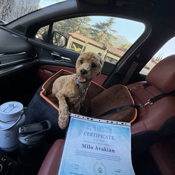 K9 Logic Dog Training - Milo - 10 months old Goldendoodle - Pet Training Near Me - Glendale, California K9 Logic Dog Training - Milo - 10 months old Goldendoodle - Pet Training Near Me - Glendale, California
