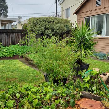 Madriz Tree Service - After tree removal - Tree Services Near Me - Richmond, California Madriz Tree Service - After tree removal - Tree Services Near Me - Richmond, California