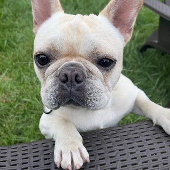 K9 Optima - Leo - the frenchie - Pet Training Near Me - Antioch, California K9 Optima - Leo - the frenchie - Pet Training Near Me - Antioch, California