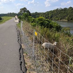 Meterocenter Levee Greenway - You're doing a swell job, goat