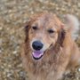 Dog Days Inn