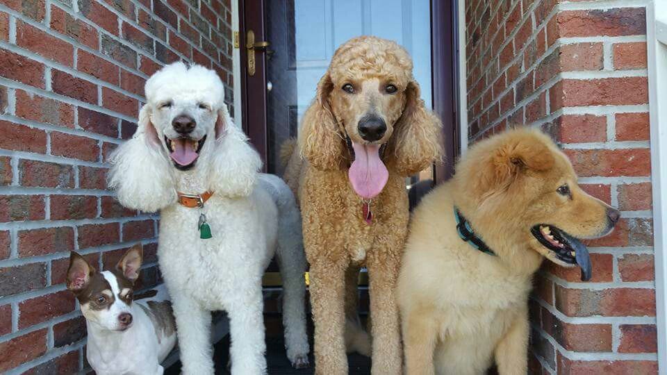 CAROLINA GROOMING AND PET PRODUCTS Updated August 2024 6107 Yadkin