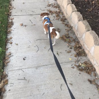 Walk This Way - Pet Sitting Near Me