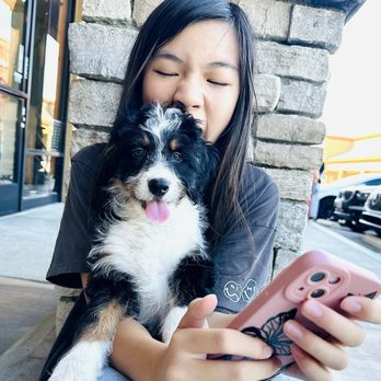 My Doodle Crush - Pet Breeders Near Me My Doodle Crush - Pet Breeders Near Me