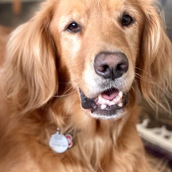 Pet Headquarters - Kona - Veterinarians Near Me - Camarillo, California