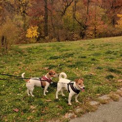 Bow Wow Boys Pet Specialists - Dora and Willy love Central Park with the Bow Wow Boys
