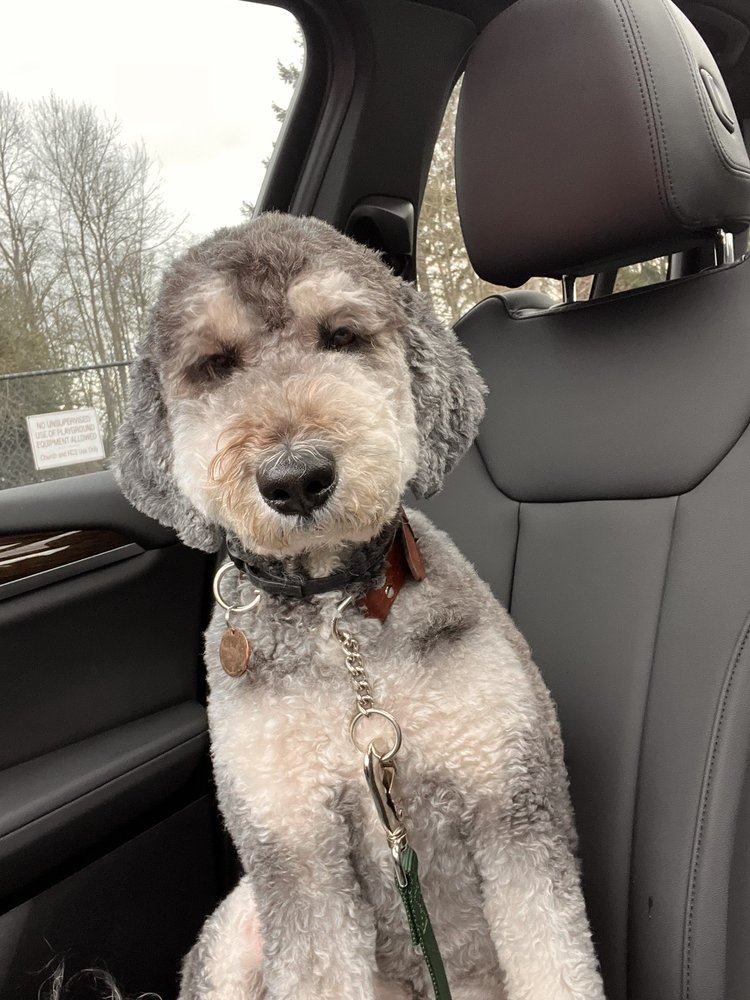 DER PET HAUS 34 Photos & 85 Reviews 15015 Main St, Bellevue