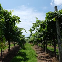 Natali Vineyards