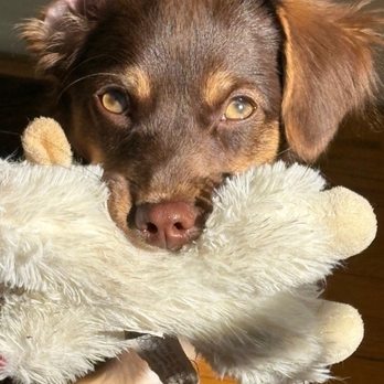 Puppy Love Maternity Rescue - Pet Adoption Near Me Puppy Love Maternity Rescue - Pet Adoption Near Me