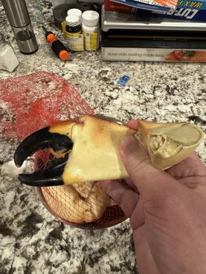 George Stone Crab by null