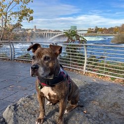Cinderella Motel & Campground - Umma in front of Niagara Falls