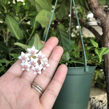 Interior Gardens - A very luscious hoya bella blooming for me! - Nurseries & Gardening Near Me - Las Vegas, Nevada Interior Gardens - A very luscious hoya bella blooming for me! - Nurseries & Gardening Near Me - Las Vegas, Nevada