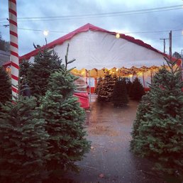 The best place to get your Christmas trees! The best place to get your Christmas trees!