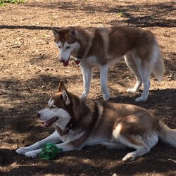 Wrigley Heights Dog Park - Husky Nation!!