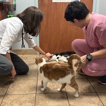 Oahu Veterinary Clinic - Veterinarians Near Me - Honolulu, Hawaii Oahu Veterinary Clinic - Veterinarians Near Me - Honolulu, Hawaii