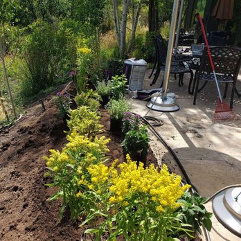 Blue Sky Garden & Lawn - yellow flowers in a garden - Landscaping Near Me - Basalt, Colorado Blue Sky Garden & Lawn - yellow flowers in a garden - Landscaping Near Me - Basalt, Colorado
