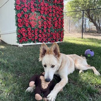 K9 Companions - Pet Training Near Me - Perris, California K9 Companions - Pet Training Near Me - Perris, California
