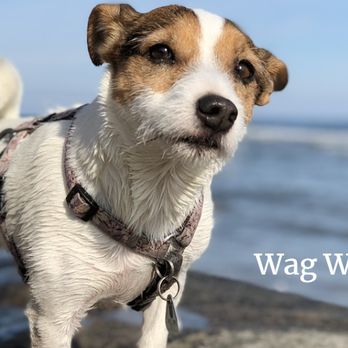 Wag Westlake - Let's go for a walk! - Dog Walkers Near Me - Austin, Texas