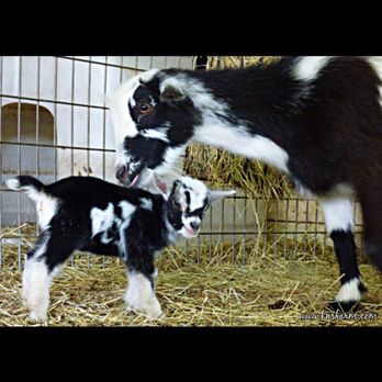 Green Goat Landscapers - Here are some of our beautiful goats! - Landscaping Near Me Green Goat Landscapers - Here are some of our beautiful goats! - Landscaping Near Me