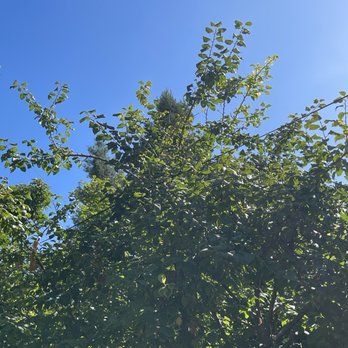 Gonzalez Landscaping - Tree branches around cables - Landscaping Near Me Gonzalez Landscaping - Tree branches around cables - Landscaping Near Me