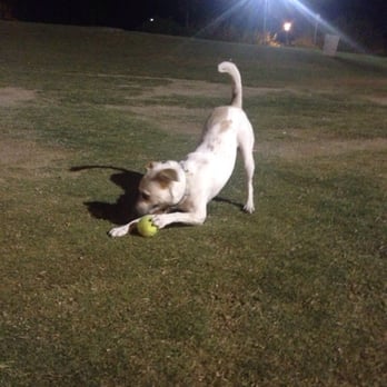 Kellogg Zaher Dog Park - Mushroom and her tennis ball, she loves to play with it! - Dog Parks Near Me - Las Vegas, Nevada Kellogg Zaher Dog Park - Mushroom and her tennis ball, she loves to play with it! - Dog Parks Near Me - Las Vegas, Nevada