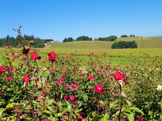Knudsen Vineyards by null