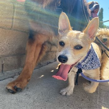 OC Pup Scouts - Dog Walkers Near Me - Dana Point, California OC Pup Scouts - Dog Walkers Near Me - Dana Point, California