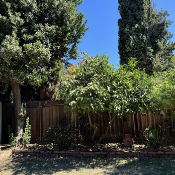 A J Tree Service - Tree Services Near Me - Sacramento, California