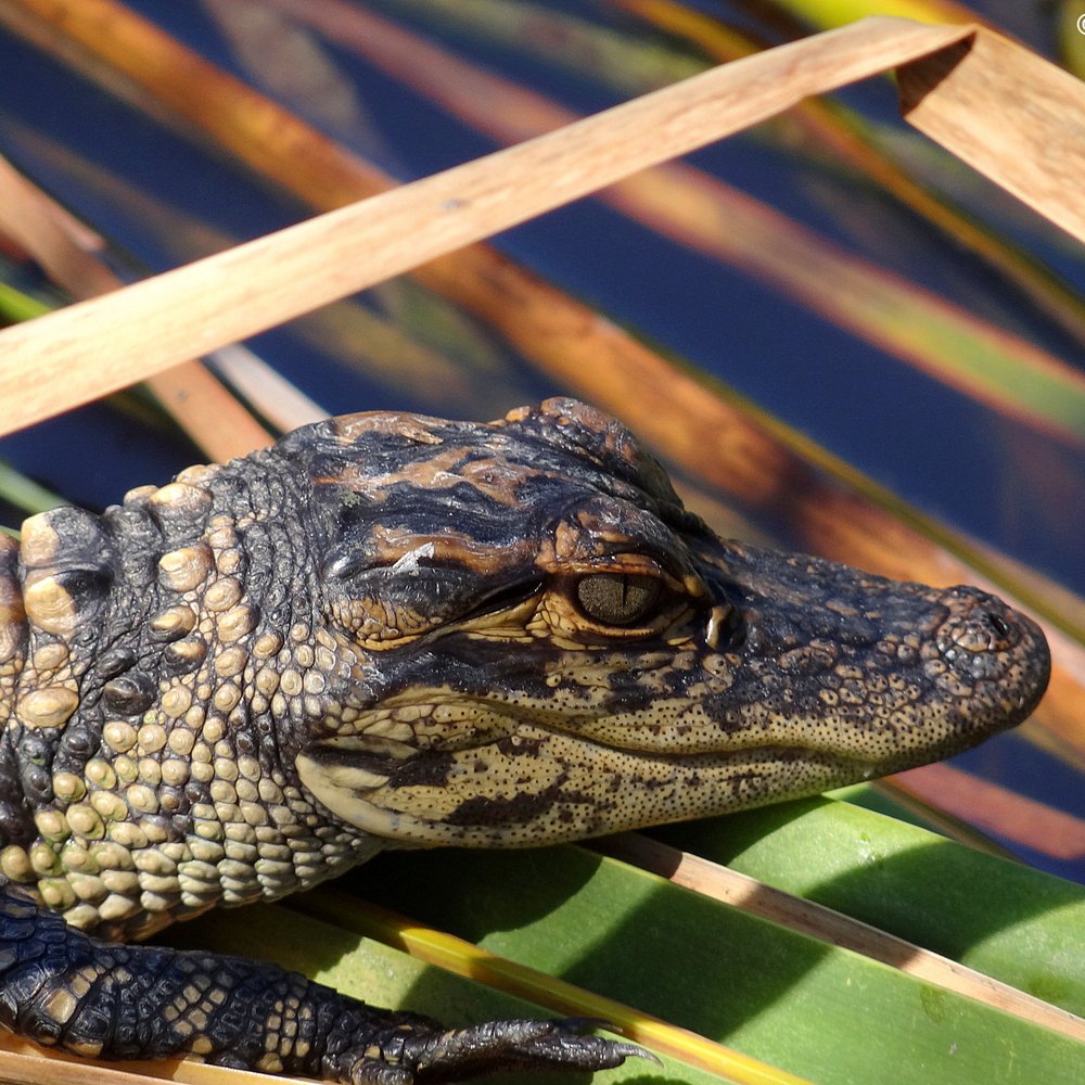 Fakahatchee Strand Preserve State Park - A baby alligator.  Lovely eyes, huh? - Parks Near Me - Copeland, Florida