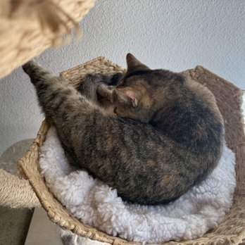 The Cat Cafe - Sleepy Cat - Coffee & Tea Near Me - San Diego, California The Cat Cafe - Sleepy Cat - Coffee & Tea Near Me - San Diego, California