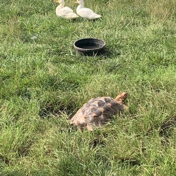 Lambs Farm- Farmyard - Tortoise and tiny ducks! - Attraction Farms Near Me - Libertyville, Illinois