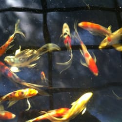 Hill Country Water Gardens & Nursery