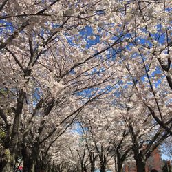 Spencer Smith Park - The cherry blossom trees and walking path