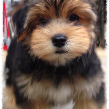 Happy Tails - Ray Rocks! - Pet Groomers Near Me - Chicago, Illinois Happy Tails - Ray Rocks! - Pet Groomers Near Me - Chicago, Illinois