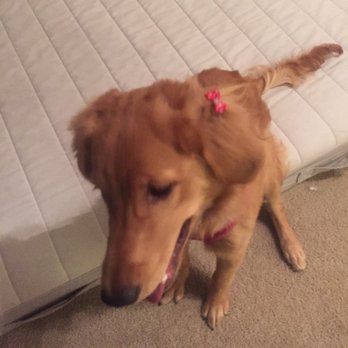 Coco Grooming - And she has a little ribbon on - Pet Groomers Near Me - Los Angeles, California