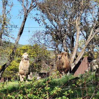 Schreiner Farms - Camels - Zoos Near Me - Lyle, Washington Schreiner Farms - Camels - Zoos Near Me - Lyle, Washington