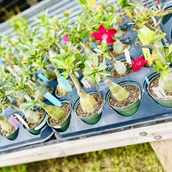 Fanick's Garden Center - Succulents
