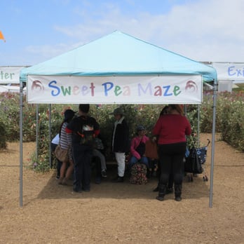 The Flower Fields - Venues & Event Spaces Near Me - Carlsbad, California The Flower Fields - Venues & Event Spaces Near Me - Carlsbad, California