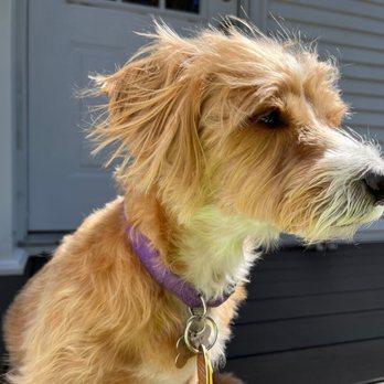 Bark Avenue - Pet Sitting Near Me - Cresskill, New Jersey Bark Avenue - Pet Sitting Near Me - Cresskill, New Jersey