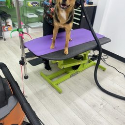 Vino getting blow Dryed Vino getting blow Dryed