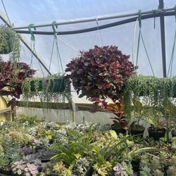Granny’s Garden Center