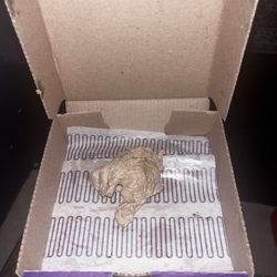 Insomnia Cookies - Vegan Cookies (Birthday Cake & Chocolate Chunk)