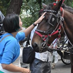 Central Park Carriage Rides - Official Booking Site - NYC horse carriage rides