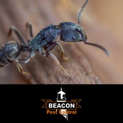 Beacon Pest Control