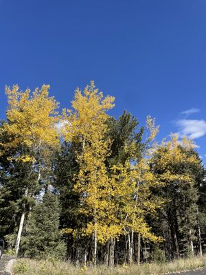 Mueller State Park by null