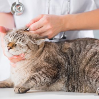 Banfield Pet Hospital - Veterinarians Near Me - Eagan, Minnesota Banfield Pet Hospital - Veterinarians Near Me - Eagan, Minnesota