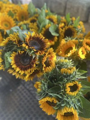 Briermere Farms by null