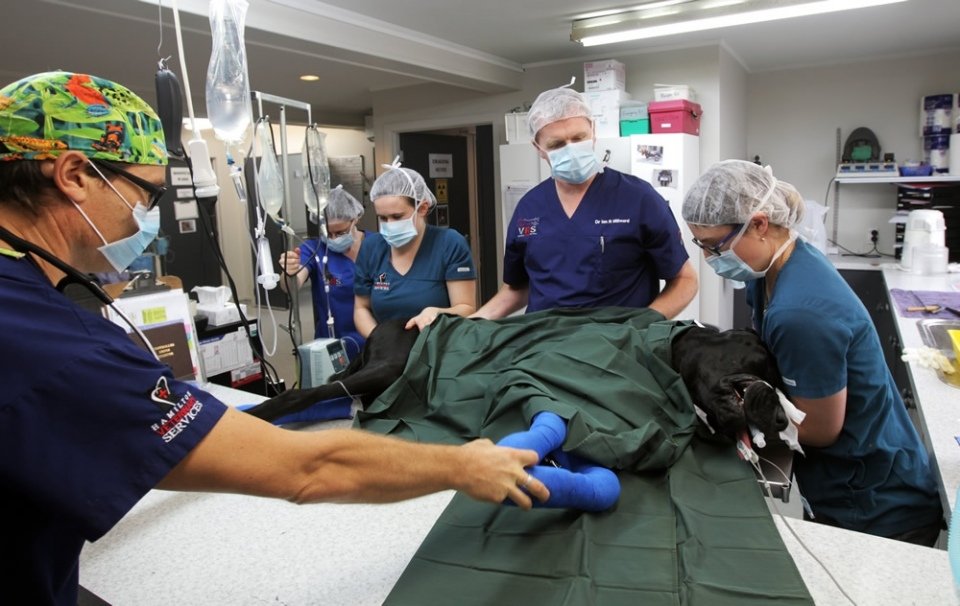 HAMILTON VETERINARY SERVICES 10 Photos 421 Te Rapa Rd, Hamilton